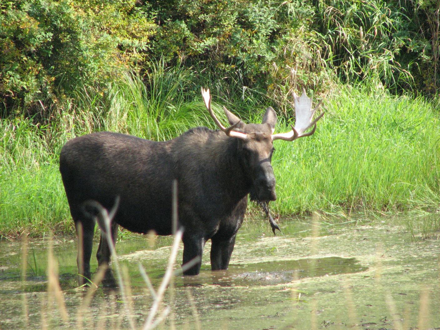 Moose on Bull River Montana